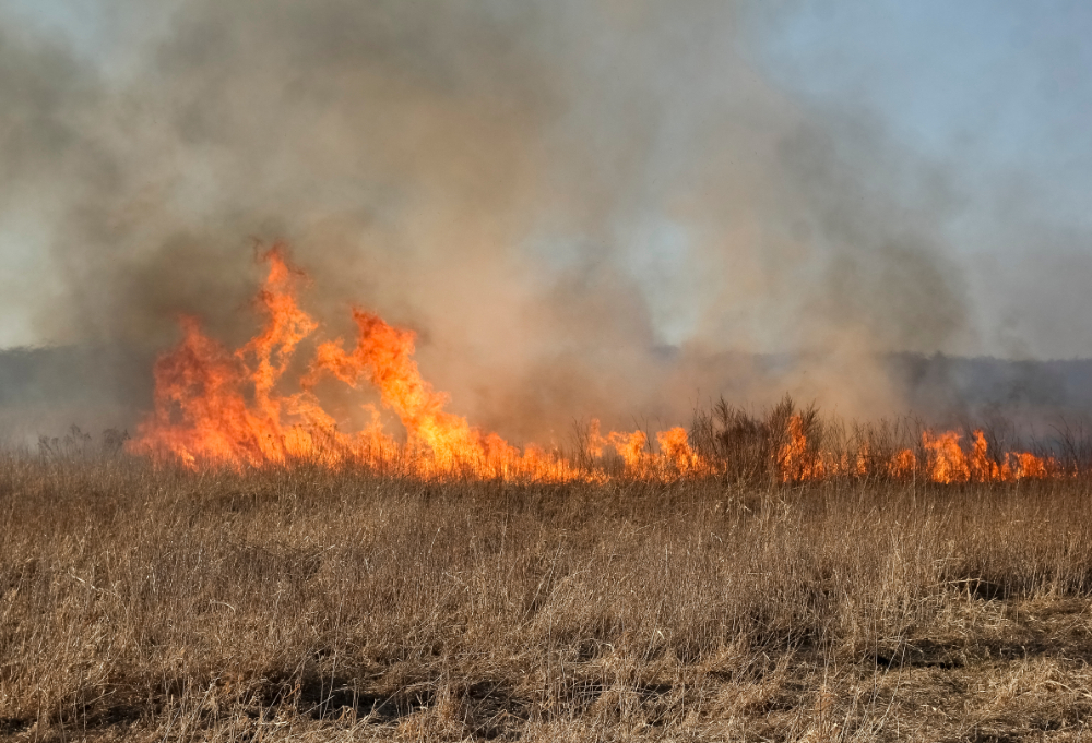 Grass Fire
